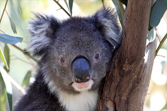 Koala (Phascolarctos cinereus), subadult, half-grown juvenile, on tree, Kangaroo Island, South