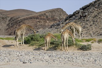 Angola giraffes (Giraffa camelopardalis angolensis) in the Hoanib dry river, Kaokoveld, Kunene