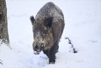 Wild boar (Sus scrofa) in a forest in winter, snow, Bavaria, Germany, Europe