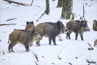 Wild boar (Sus scrofa) in a forest in winter, snow, Bavaria, Germany, Europe