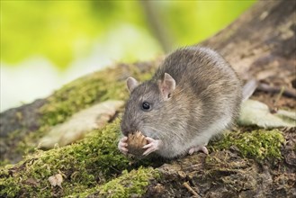 A Norway rat (Rattus norvegicus) holding a nut in its mouth, sitting on a tree trunk in the forest,