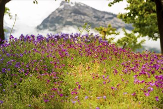 Flower meadow in the Swiss Alps, summer, colourful, purple, garden, botany, botanical, nature,