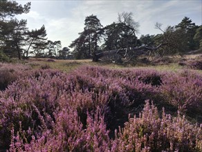 Landscape with blooming heather and pine trees, De Hoge Veluwe National Park, Otterlo, province of