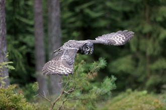 Bearded Owl (Strix nebulosa), adult, flying, Eifel, Germany, Europe