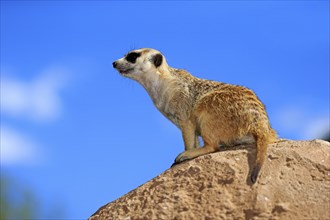 Meerkat (Suricata suricatta), adult on rock, alert, Klein Karoo, Western Cape, South Africa, Africa