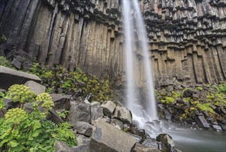 Waterfall, basalt columns, summer, angelica root (Angelica archangelica), Svartifoss, Skaftafell