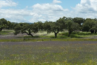 Olive trees in a vast meadow under a blue sky with white clouds, landscape near Aldea del Cano,