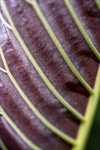 Details of a leaf, leaf veins, Tortuguero National Park, Costa Rica, Central America