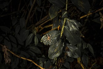 Creepy night shot, Geatzi comb spider (Cupiennius tazi) on a leaf in the jungle, Tortuguero