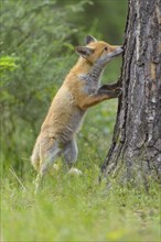 Red fox (Vulpes vulpes), young fox standing upright sniffing a tree trunk in a green forest,