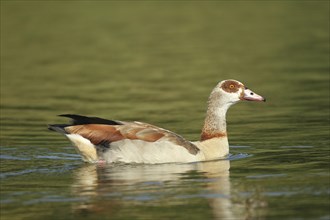 Nile Goose (Alopochen aegyptiaca) Allgäu, Bavaria, Germany, Allgäu, Bavaria, Germany, Europe