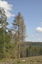 Dead spruce trees, forest destroyed by bark beetle, Wilnsdorf, North Rhine-Westphalia, Germany,