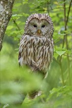 Ural owl (Strix uralensis), sitting on a branch surrounded by green foliage and observing its