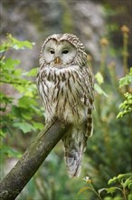 Ural owl (Strix uralensis), sitting on a branch with a natural background and observing its