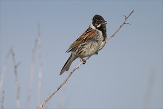 Reed bunting (Emberiza schoeniclus), male sitting on a branch, animal portrait, Bagges Dæmning,