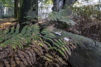 Bracken fern (Pteridium aquilinum) and tinder fungus (Fomes fomentarius) in a light-flooded beech