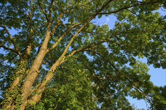 View into the treetop with dense canopy of leaves and sunlight shining through the branches,