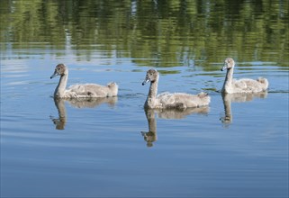 Mute swan (Cygnus olor), young birds swimming on a pond, Thuringia, Germany, Europe