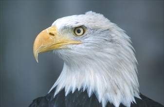 Bald eagle (Haliaeetus leucocephalus), portrait taken near Haines, Chilkat Valley, Alaska, USA,