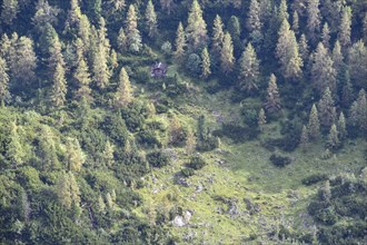 Deep view of a small wooden hut in the forest with larches, Swiss stone pines and mountain pines on