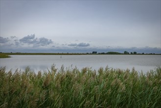 Peaceful landscape with reeds and lake under a cloudy sky, Lake Neusiedl National Park, Burgenland,