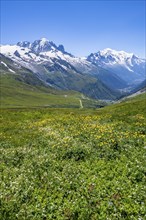 Flower meadow and mountain panorama with glaciated mountain peaks, view of Aiguille du Midi and