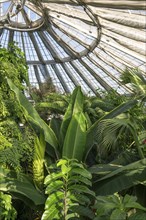 View of lush tropical vegetation up to a decorative domed glass roof structure, historic