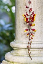 White cast iron column, orchid, tropical plants, historic greenhouse, palm house, Botanical Garden