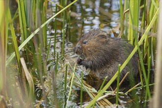 Water vole (Arvicola amphibius) adult rodent animal feeding on a reed leaf in a reedbed on a pond,