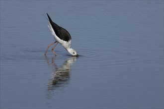 Black winged stilt (Himantopus himantopus) adult wading bird feeding in shallow water, England,