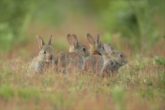 Rabbit (Oryctolagus cuniculus) four juvenile baby animals in grassland with red flowers, England,