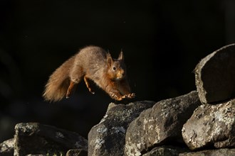 Red squirrel (Sciurus vulgaris) adult animal jumping along a dry stone wall, Yorkshire, England,