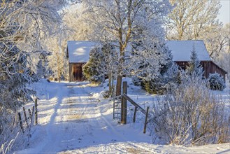 Snowy winter road with a gate to a red barn in a forest in a beautiful cold winter landscape,