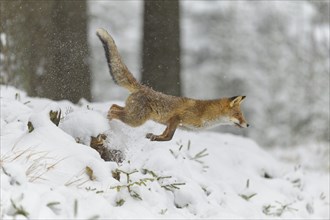 Red fox (Vulpes vulpes), mid-jump on snowy ground in a forest, capturing a moment of dynamic