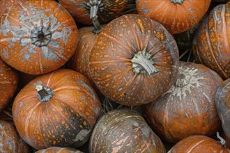 Orange spotted pumpkins at market. Generative Ai, AI generated