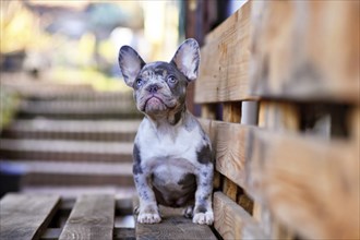 Young blue merle tan French Bulldog dog sitting on wooden palette