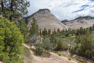 Patterns of erosion on the rock formations in the Checkerboard Mesa area of Zion National Park,