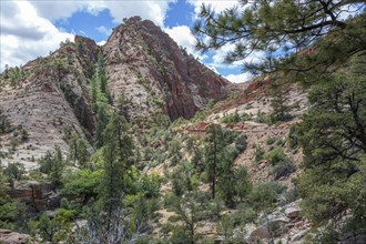 Patterns of erosion on the rocky mountainside in Zion National Park, Utah