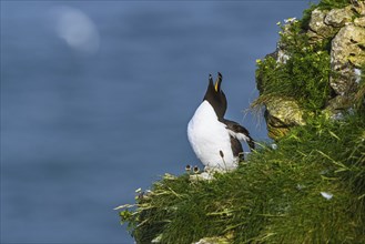 Razorbill, Alca Torda, birds on cliffs, Bempton Cliffs, North Yorkshire, England, United Kingdom,