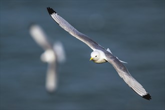 Black-legged Kittiwake, Rissa tridactyla, bird in flight over sea, Bempton Cliffs, North Yorkshire,