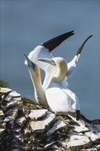 Pair of Northern Gannet, Morus bassanus, birds on cliff, Bempton Cliffs, North Yorkshire, England,