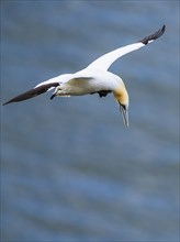 Northern Gannet, Morus bassanus, bird in flight over sea, Bempton Cliffs, North Yorkshire, England,