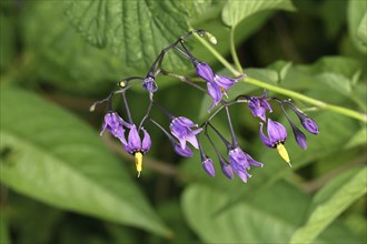 Bittersweet nightshade (Solanum dulcamara), Bitter nightshade, Blue bindweed, Purple flower, Woody