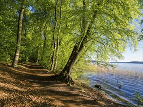 Cycle and walking path at Lake Schwerin, near Zippendorf, fresh green leaves, spring, Schwerin,