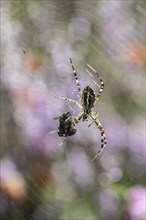 Wasp spider (Argiope bruennichi), Emsland, Lower Saxony, Germany, Europe