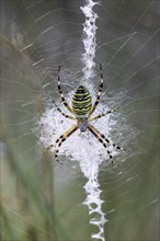 Wasp spider (Argiope bruennichi), Emsland, Lower Saxony, Germany, Europe