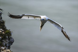 Northern Gannet, Morus bassanus, bird in flight over sea, Bempton Cliffs, North Yorkshire, England,