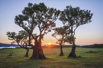 Centuries-old til trees in fantastic magical idyllic Fanal Laurisilva forest on sunset. Madeira