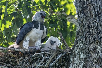 Female Harpy Eagle, Harpia harpyja, with a pray in the nest with her chick, Alta Floresta, Amazon,