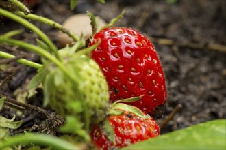 Close-up of a ripe strawberry in the kitchen garden